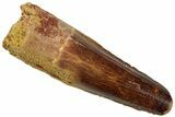 Real Fossil Spinosaurus Tooth - Feeding Worn Tip #311285-1